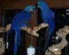 Well Tamed Pair Of Hyacinth Macaw Parrots For Adoption